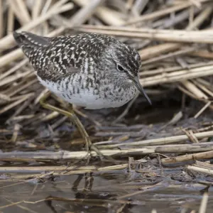 Wood sandpiper (Tringa glareola) in reed bed, Finland, May Wood sandpiper (Tringa glareola) in reed bed, Finland, May