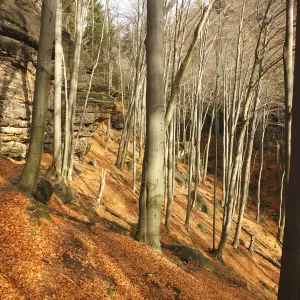 Wood on Stribrne Steny (459m) with fallen leaves on ground, Hrensko, Ceske Svycarsko Wood on Stribrne Steny (459m) with fallen leaves on ground, Hrensko, Ceske Svycarsko