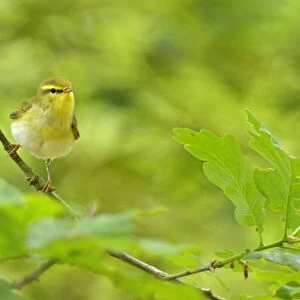 Wood Warbler (Phylloscopus sibilatrix) perched among sessile oak leaves. Wales, May