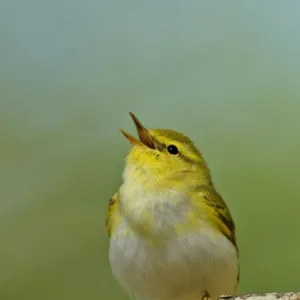 Wood Warbler (Phylloscopus sibilatrix) singing from perch. Wales, April. Crop