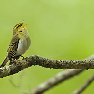 Wood Warbler (Phylloscopus sibilatrix) singing from perch. Wales, May