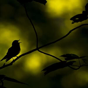 Wood warbler (Phylloscopus sibilatrix) singing whilst perched on branch, silhouetted at dawn