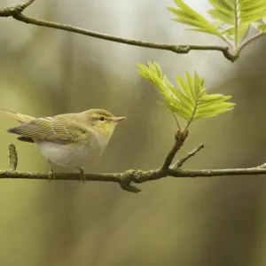 Wood warbler (Phylloscopus sibilatrix) in canopy, Derbyshire, England, UK, May Wood warbler (Phylloscopus sibilatrix) in canopy, Derbyshire, England, UK, May