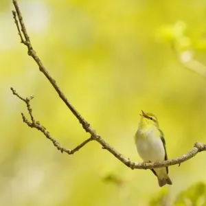 Wood Warbler Print: Singing from an Oak Tree in Sunart, Scotland Wood Warbler Print: Singing from an Oak Tree in Sunart, Scotland