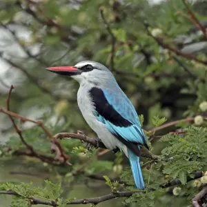 Woodland Kingfisher Print, Serengeti Tree Perch Woodland Kingfisher Print, Serengeti Tree Perch