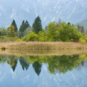 Woodland and reedbed reflected in Lake Bohinj, Triglav National Park, Julian Alps