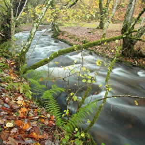 Woodland stream flowing through Wilmersham Wood, Exmoor National Park, Somerset, UK
