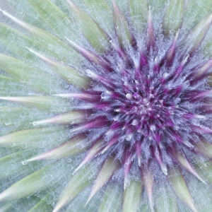 Woolly / Spear thistle (Cirsium vulgare) close-up of flower showing unopened flowerhead