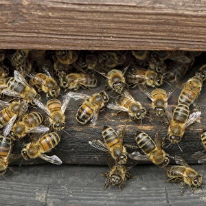 Worker European honey bees (Apis mellifera) entering and leaving hive at a heathland site