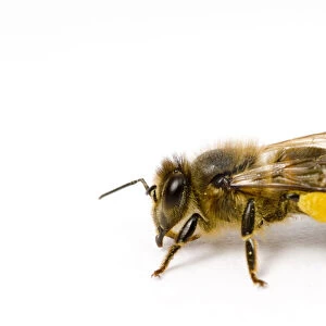 Worker Honey bee (Apis mellifera) with pollen sac on back leg