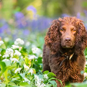Working cocker spaniel amongst Ramsons and Bluebells (Hyacinthoides non-scripta), Gopher Wood SSSI