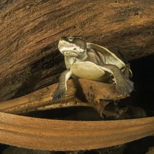 Worrells Turtle Print: Large Female Resting at Night Worrells Turtle Print: Large Female Resting at Night