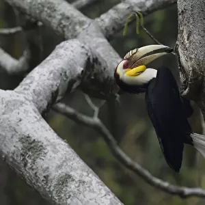 Wreathed hornbill (Aceros undulatus) male carrying berry to nest hole, Tongbiguan Nature Reserve