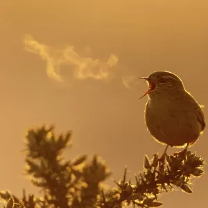 Wren (Troglodytes troglodytes) singing during the morning at St Aidens RSPB reserve near Leeds, UK. April Wren (Troglodytes troglodytes) singing during the morning at St Aidens RSPB reserve near Leeds, UK. April