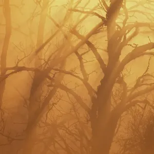 Wych Elm (Ulmus glabra) dead trees in mist at dawn, Berwickshire, Scotland, July Wych Elm (Ulmus glabra) dead trees in mist at dawn, Berwickshire, Scotland, July