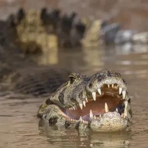 Yacare Caiman Print, Pantanal Scene