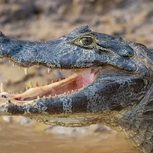 Yacare caiman head portrait print Yacare caiman head portrait print