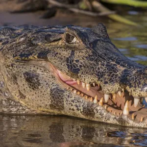 Yacare Caiman, (Caiman yacare) Pantanal Matogrossense National Park, Pantanal, Brazil Yacare Caiman, (Caiman yacare) Pantanal Matogrossense National Park, Pantanal, Brazil