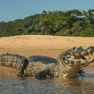 Yacare caiman (Caiman yacare) on river bank, Cuiaba River, Pantanal Matogrossense National Park