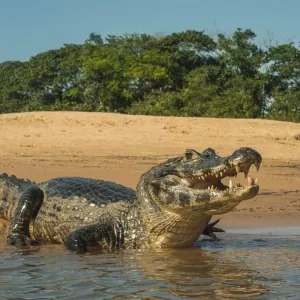 Yacare caiman (Caiman yacare) on river bank, Cuiaba River, Pantanal Matogrossense National Park Yacare caiman (Caiman yacare) on river bank, Cuiaba River, Pantanal Matogrossense National Park