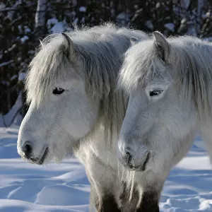 Yakut horses (Equus caballus) standing in snow, Berdigestyakh, Yakutia, East Siberia
