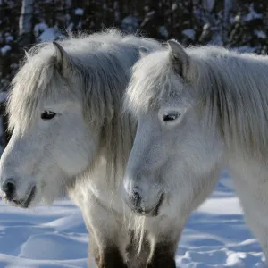 Yakut horses (Equus caballus) standing in snow, Berdigestyakh, Yakutia, East Siberia