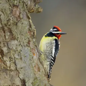 Yellow-bellied Sapsucker (Sphyrapicus varius), male on tree trunk, New York, USA Yellow-bellied Sapsucker (Sphyrapicus varius), male on tree trunk, New York, USA