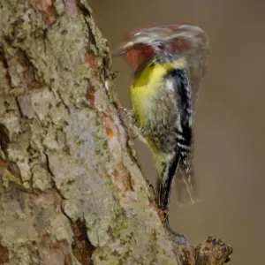 Yellow-bellied Sapsucker (Sphyrapicus varius), male drumming, long exposure, New York, USA, April