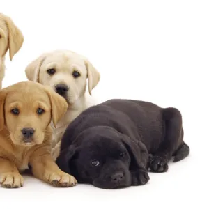 Three yellow and two black Labrador puppies, 6 weeks