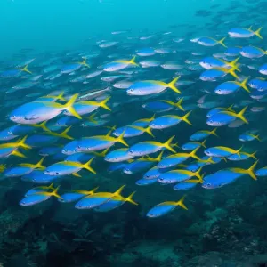 Yellow and blueback fusilier schooling over coral reef print Yellow and blueback fusilier schooling over coral reef print