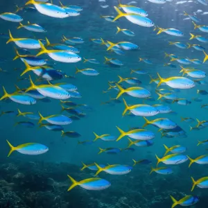 Yellow and blueback fusilier (Caesio teres) shoal, Similan Islands, Andaman Sea, Thailand