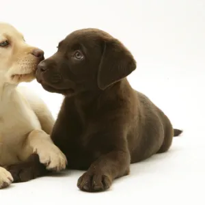 Yellow and Chocolate Labrador Retriever puppies