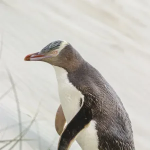 Yellow-eyed penguin (Megadyptes antipodes) walking up a sand dune towards its nest