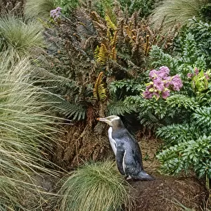 Yellow-eyed Penguin (Megadyptes antipodes) walking to nest amongst ferns and megaherbs