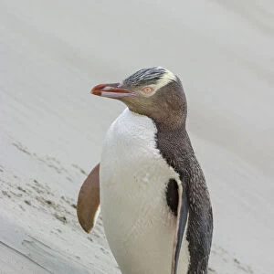 Yellow-eyed penguin (Megadyptes antipodes) pausing on the way to nest over sand dune