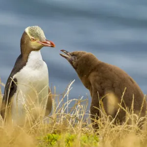 Yellow-eyed Penguin (Megadyptes antipodes) or Hoiho with chick. Katiki Point, Moeraki Yellow-eyed Penguin (Megadyptes antipodes) or Hoiho with chick. Katiki Point, Moeraki