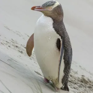Yellow-eyed penguin (Megadyptes antipodes) pausing on the way to nest over sand dune Yellow-eyed penguin (Megadyptes antipodes) pausing on the way to nest over sand dune