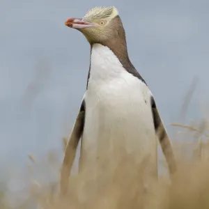 Yellow-eyed penguin (Megadyptes antipodes) standing in grass with the ocean in the background Yellow-eyed penguin (Megadyptes antipodes) standing in grass with the ocean in the background