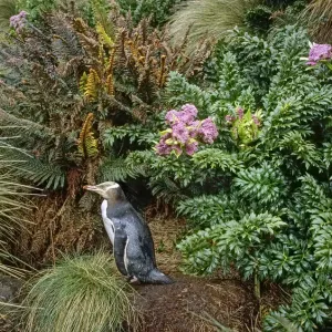 Yellow-eyed Penguin (Megadyptes antipodes) walking to nest amongst ferns and megaherbs Yellow-eyed Penguin (Megadyptes antipodes) walking to nest amongst ferns and megaherbs