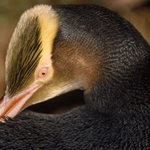 Yellow-eyed penguin preening feathers, Aukland Island, New Zealand