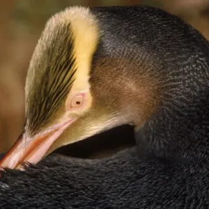 Yellow-eyed Penguin Print, Auckland Island, New Zealand Yellow-eyed Penguin Print, Auckland Island, New Zealand