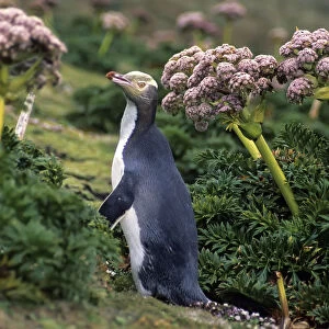 Yellow-eyed Penguins (Megadyptes antipodes) walking amongst Anisotome megaherbs. Enderby Island