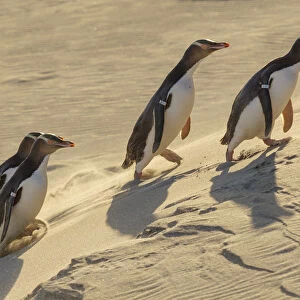 Four Yellow-eyed penguins (Megadyptes antipodes) walking up a sand dune towards their nests