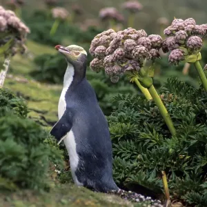 Yellow-eyed Penguins (Megadyptes antipodes) walking amongst Anisotome megaherbs. Enderby Island Yellow-eyed Penguins (Megadyptes antipodes) walking amongst Anisotome megaherbs. Enderby Island