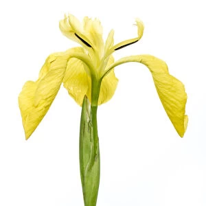 Yellow flag iris (Iris pseudacorus), Bchelberg, Pfalz, Germany. May. Meetyourneighbours