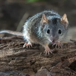 Yellow footed antechinus print on deadwood Yellow footed antechinus print on deadwood