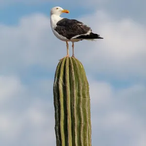 Yellow-footed gull (Larus livens) perched on Mexican giant cardon cactus (Pachycereus pringlei). El Pardito Island, Islands of Gulf of California Protected Area, Sea of Cortez, Mexico. May Yellow-footed gull (Larus livens) perched on Mexican giant cardon cactus (Pachycereus pringlei). El Pardito Island, Islands of Gulf of California Protected Area, Sea of Cortez, Mexico. May