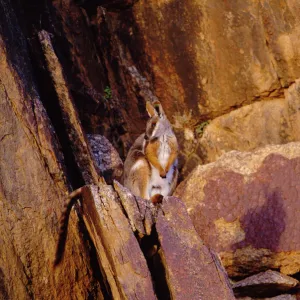 Yellow-footed rock wallaby {Petrogale xanthopus} South Australia