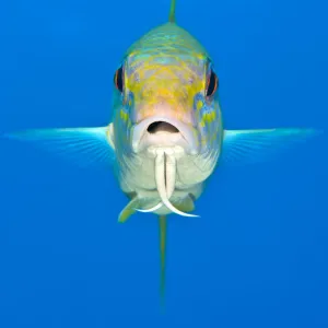 Yellow goatfish (Mulloidichthys martinicus) swimming above the reef, West End, Grand Cayman