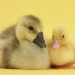 Yellow gosling and duckling on yellow background Yellow gosling and duckling on yellow background